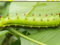 PhotoEditor
